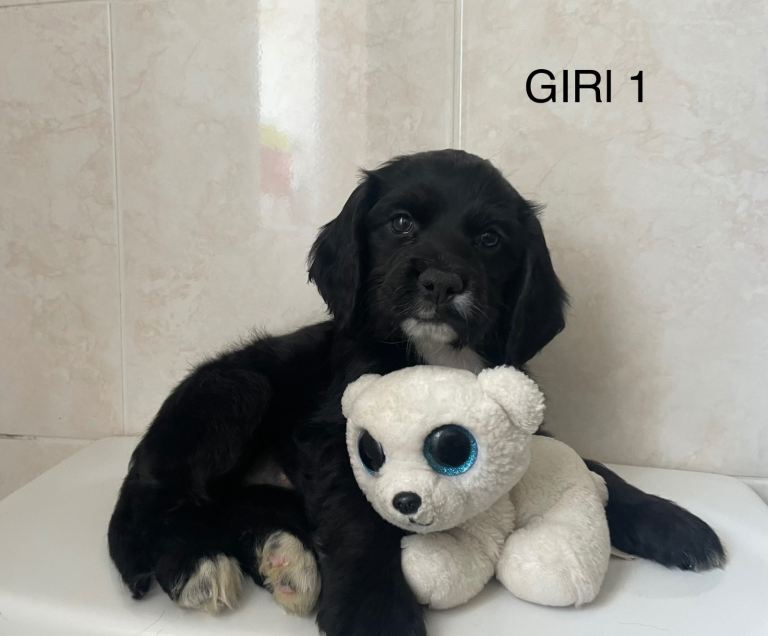 Beautiful Cocker Spaniel Puppies – 4 Girls & 6 Boys