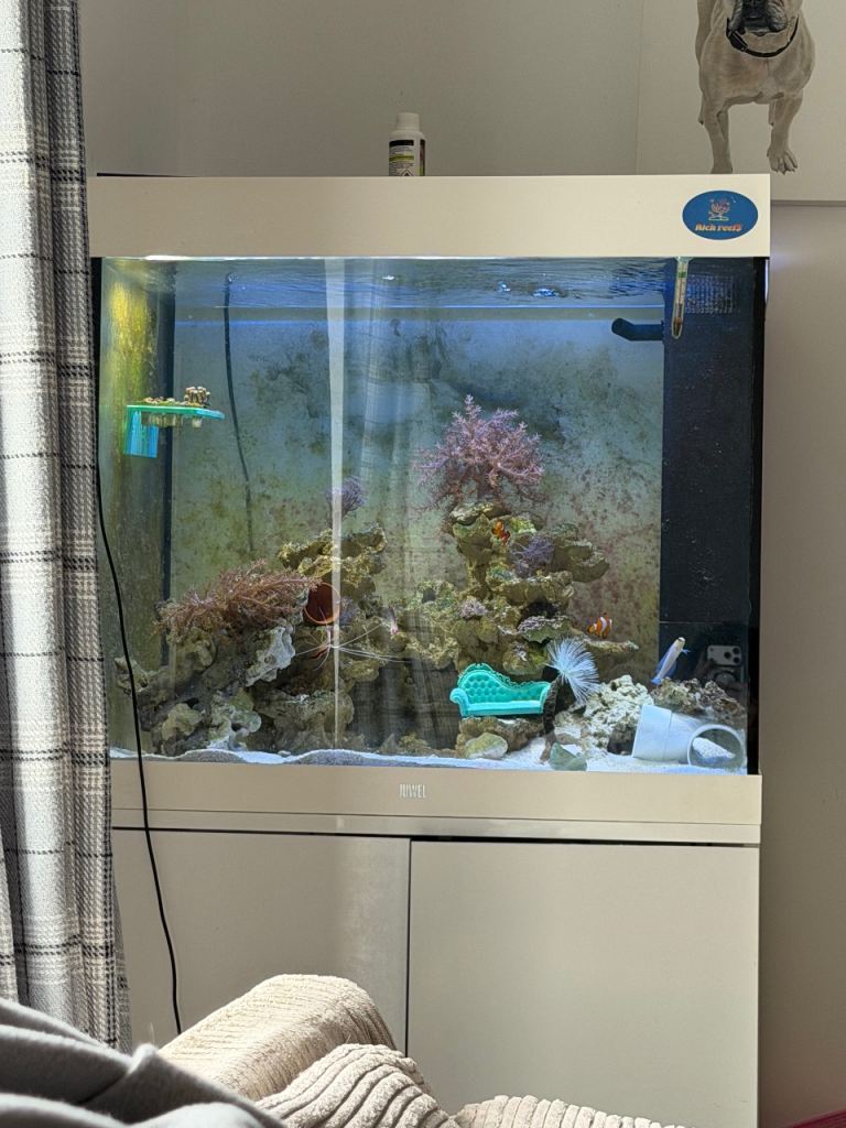 Juwel lido 200l marine tank looking for a bigger one i