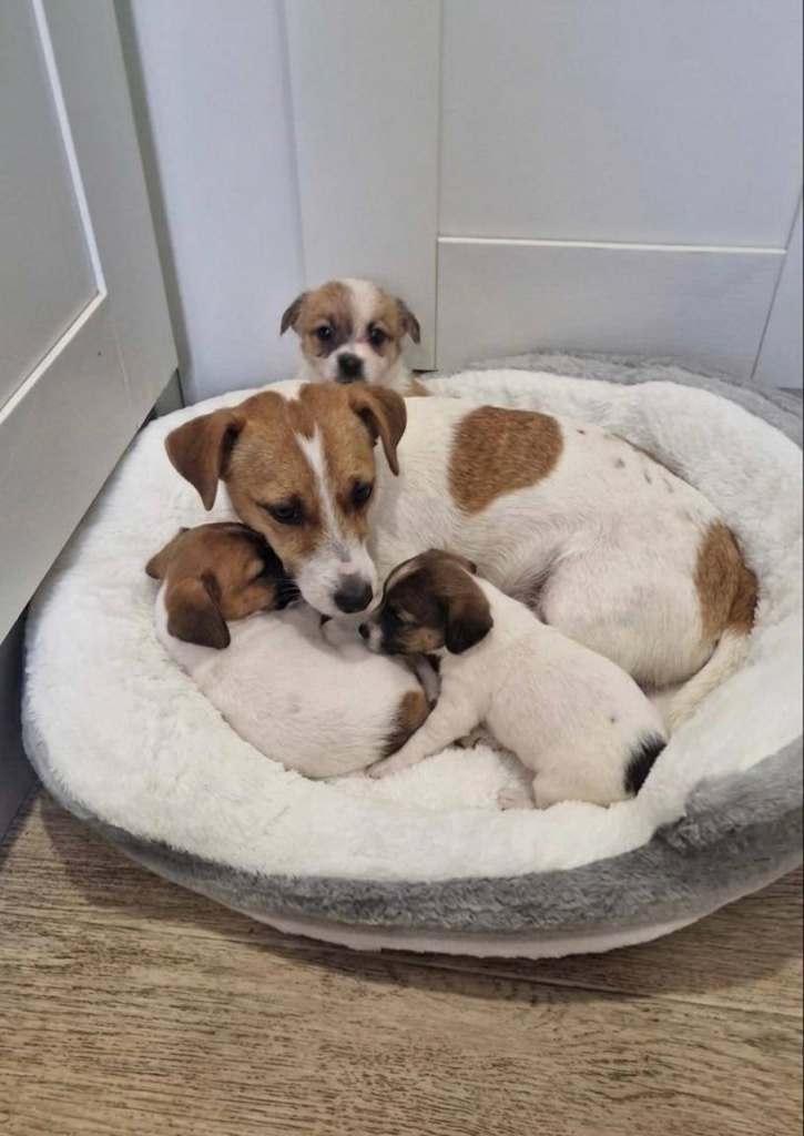 Jack Russell Puppies