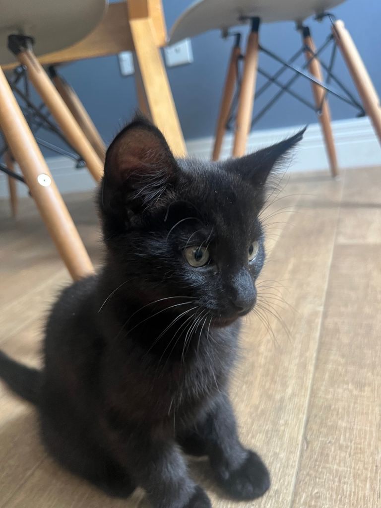 Kittens 10 weeks old