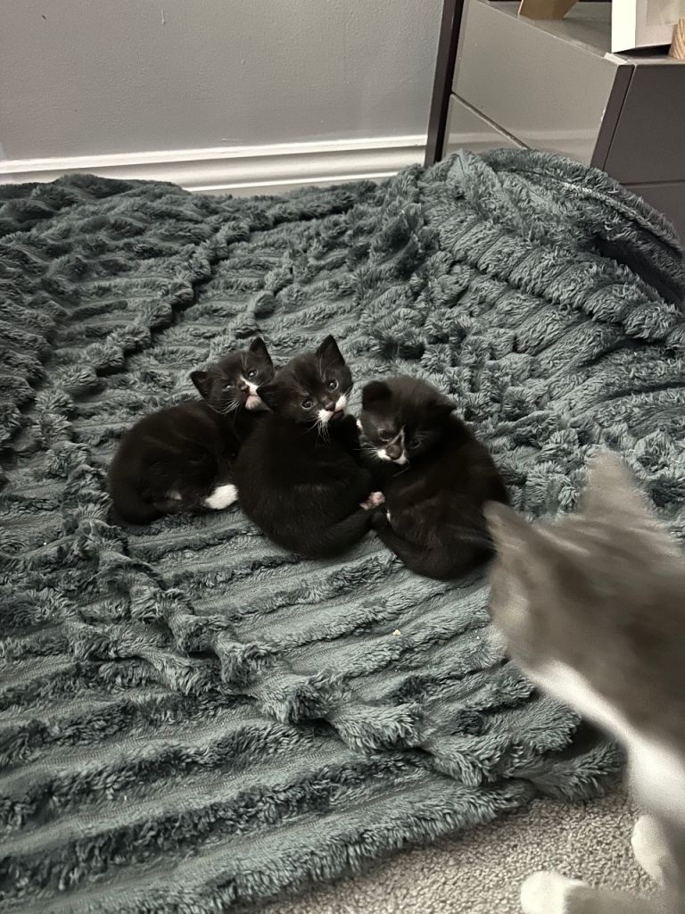 3 adorable kittens 