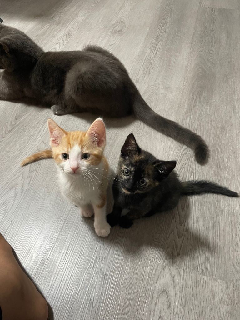 🐾 ADORABLE KITTENS FOR SALE 🐾