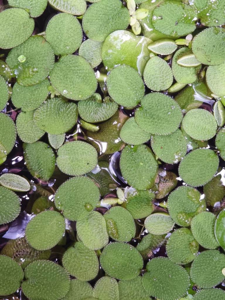 Salvinia minima (Water Spangles) – Fast-growing floating aquarium/pond plant.