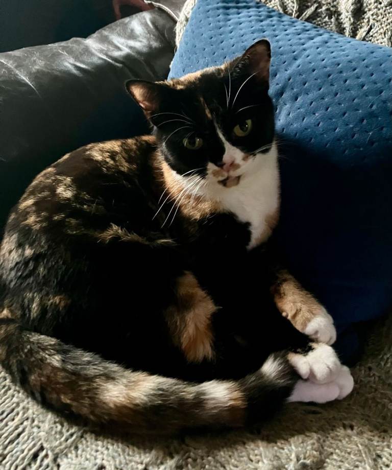 Small Cute Tortoiseshell and white. Calico. Not kitten. Missing from Halvergate