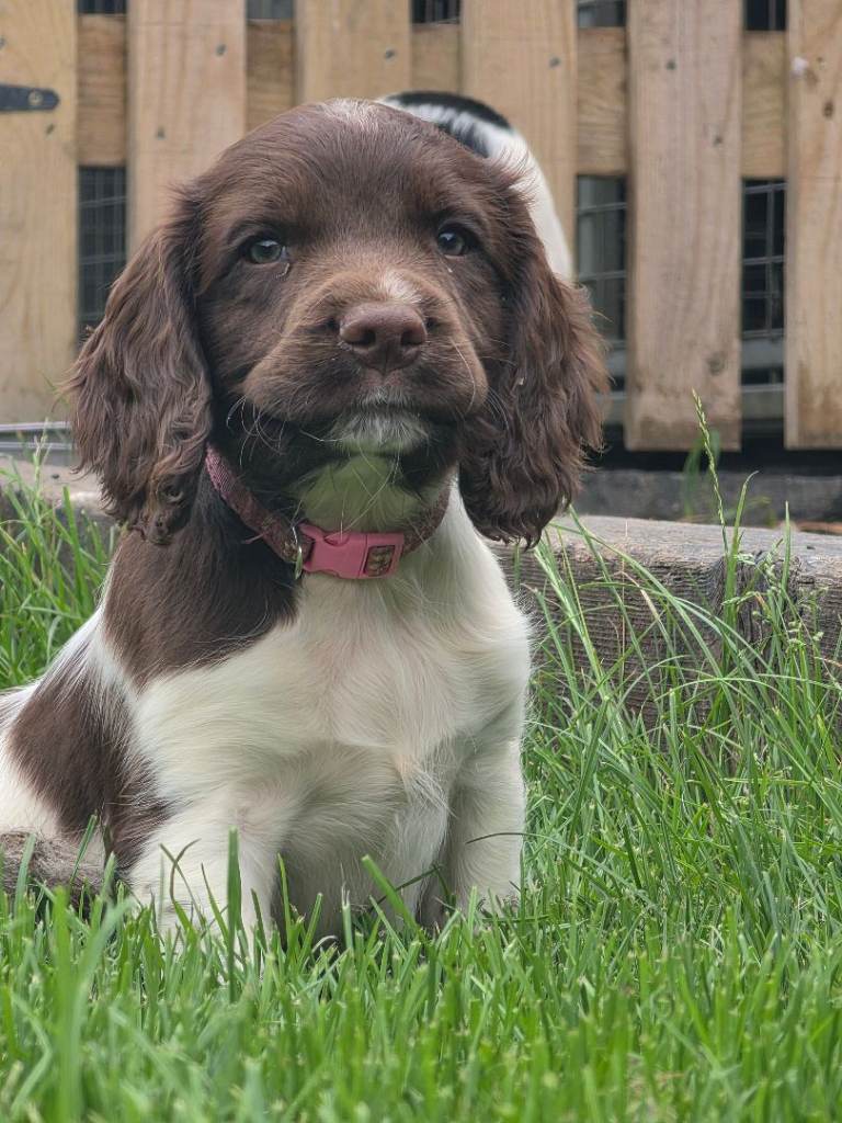 English springer spaniel puppies 🐶 