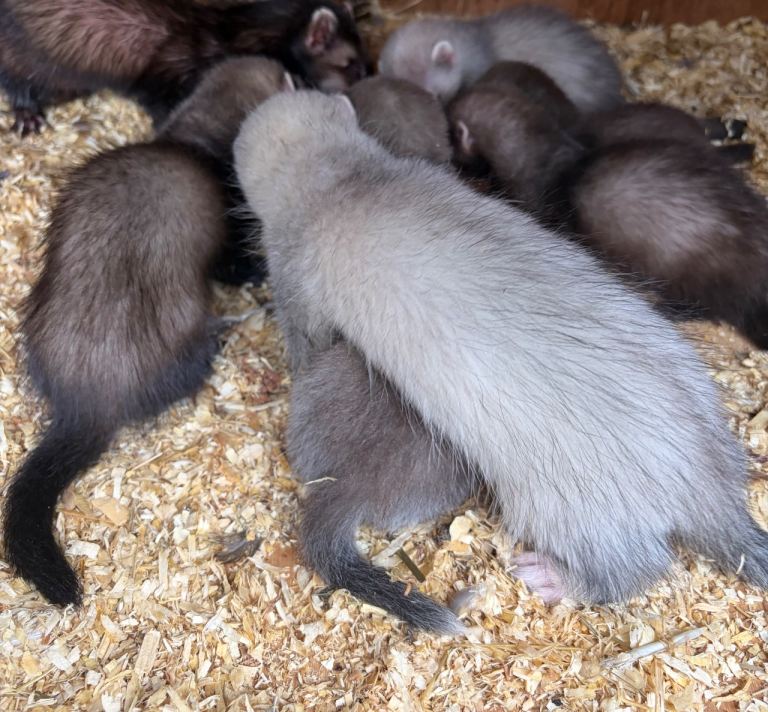 Ferret kits