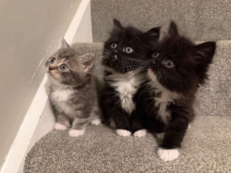 Kittens for sale 