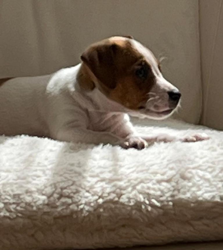 Plummer terrier Jack Russell Type Puppies