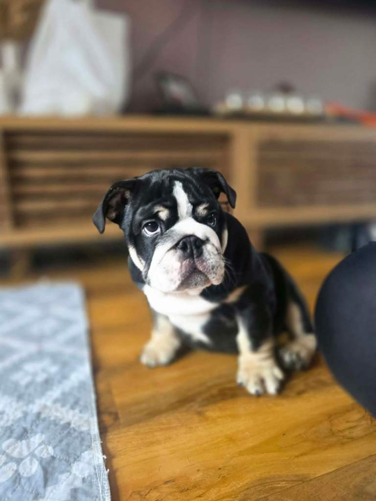  ✴️DWKC REGISTERED black tri english  bulldog✴️ 
