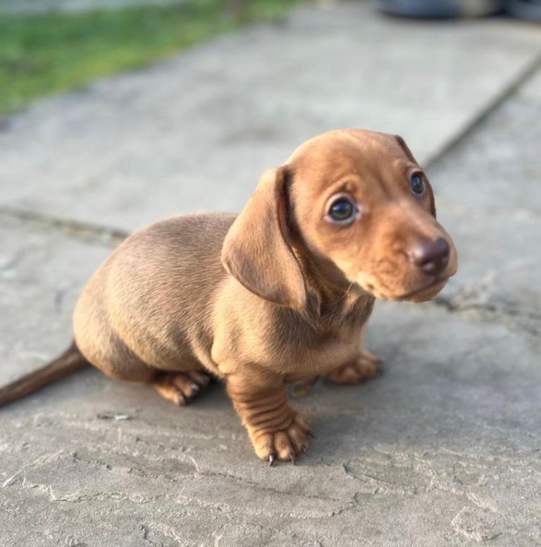 Miniature Smooth Haired Dachshund