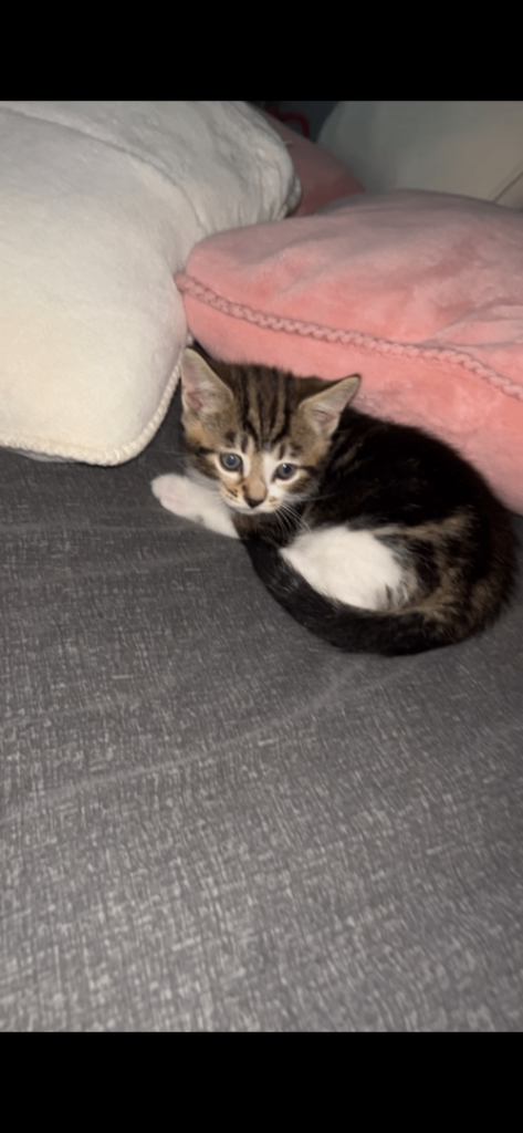 Kitten for sale 