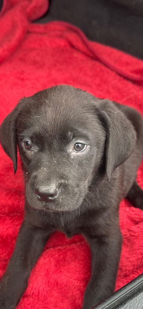 :🌟 Adorable Black Labrador Puppies 🌟 