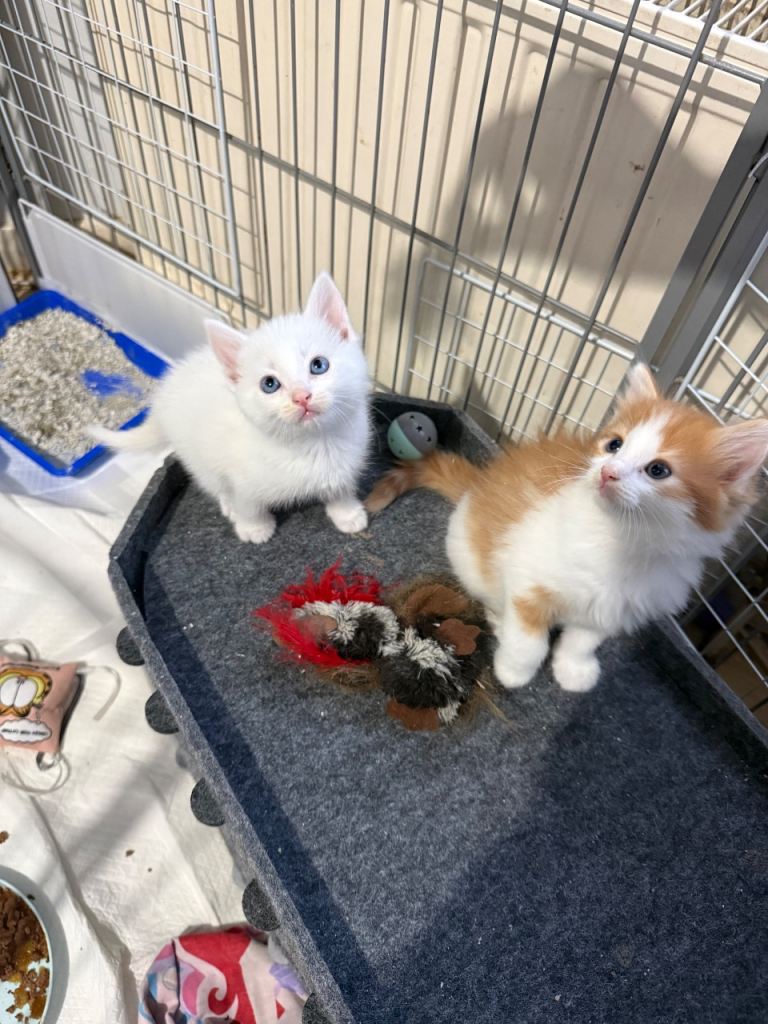 Stunning ragdoll cross kittens 