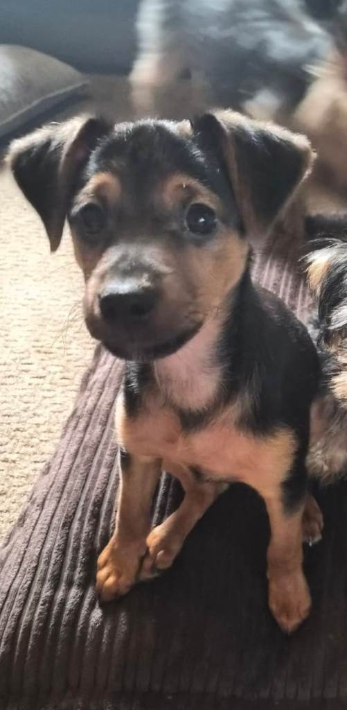One beautiful puppy left
