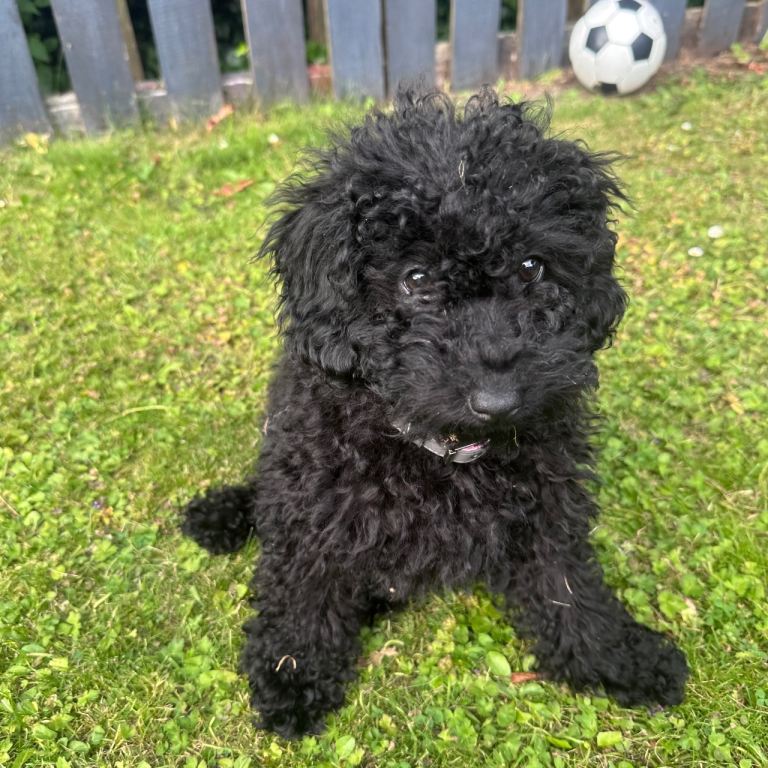 Toy Cavapoo puppy