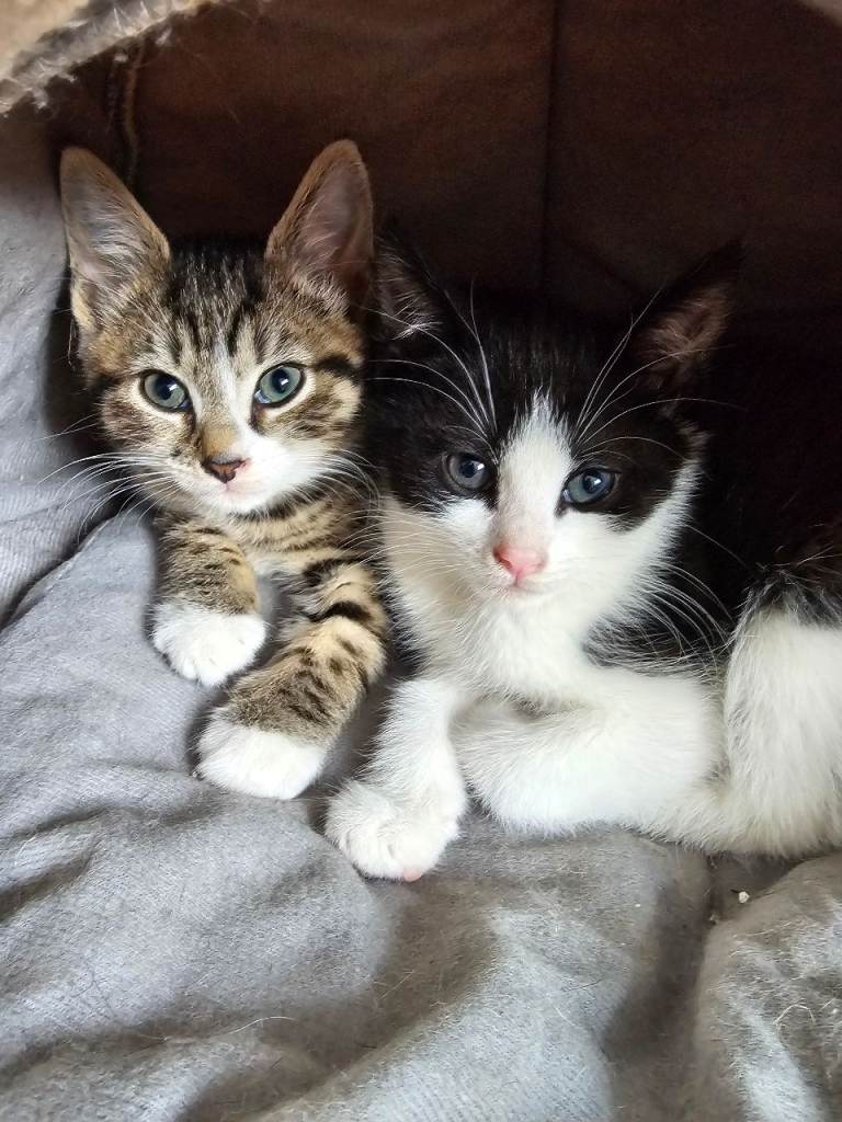Three 8 week old, Microchipped, Vaccinated and Deflead Kittens ready for a loving home 🏡 ❤️ 