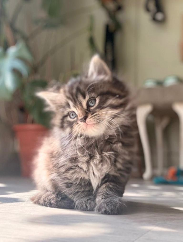 Adorable kittens for sale 