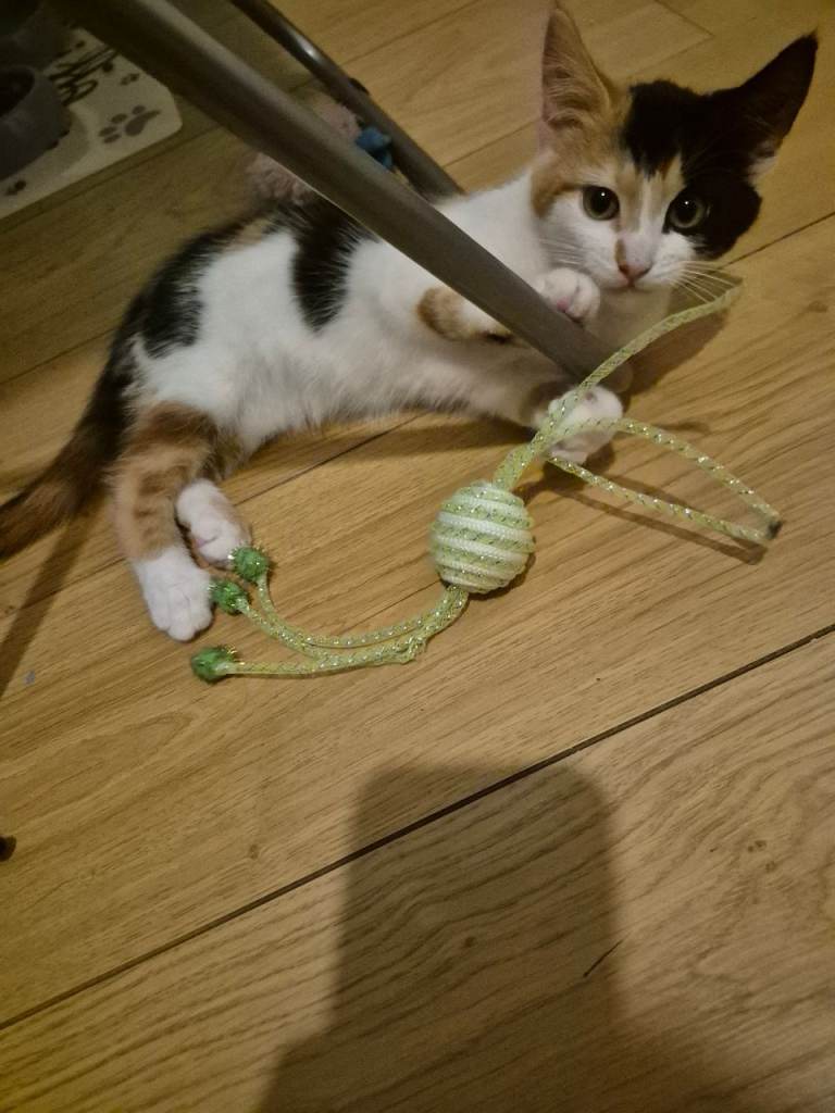 9 weeks old 