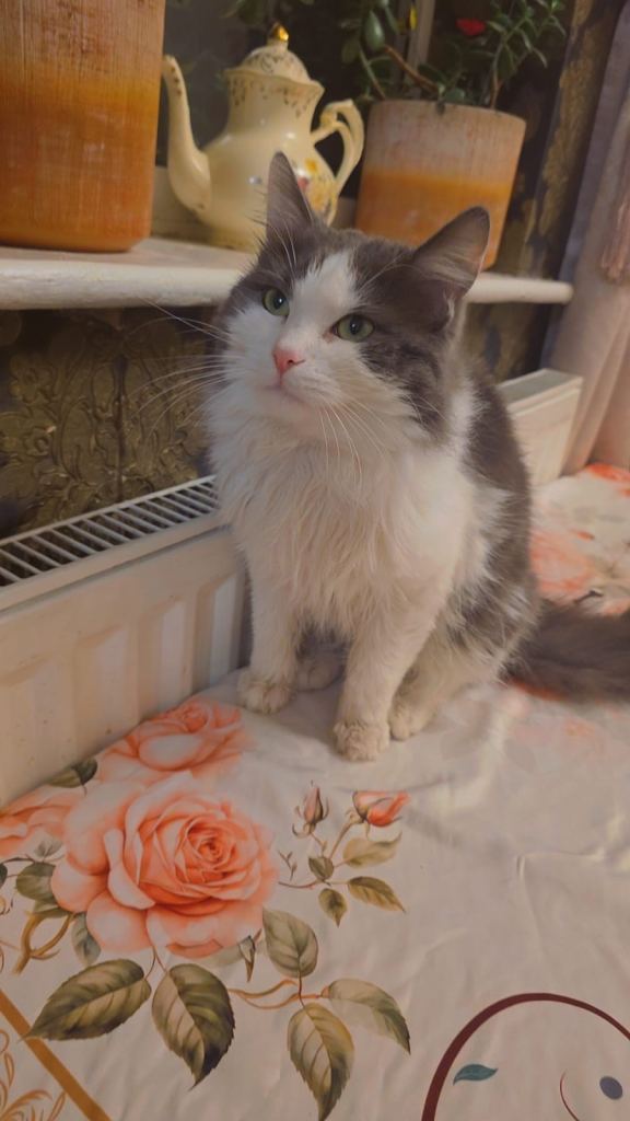 image for Half ragdoll male 