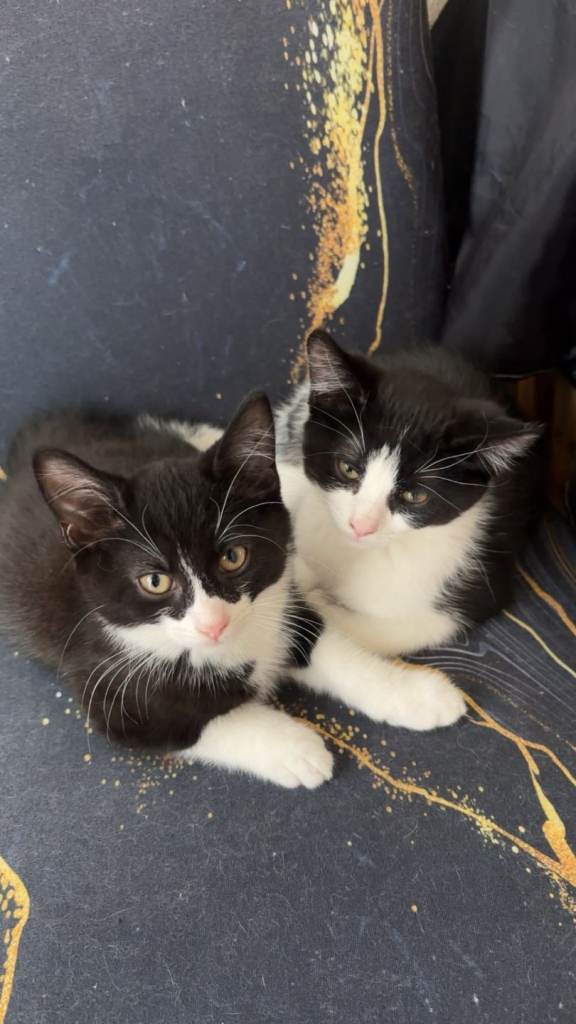 Kittens looking for new home