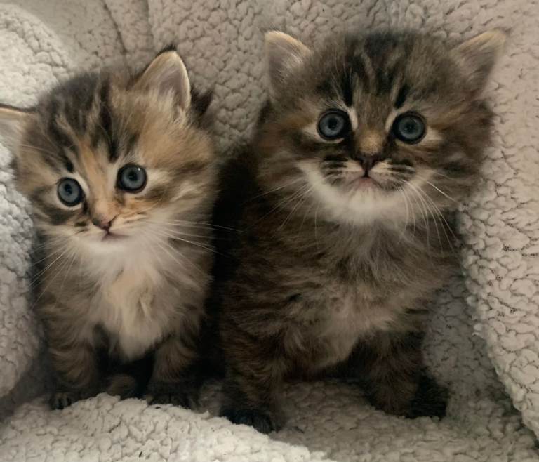 Two Beautiful Kittens Looking for a Loving New Home 🐾