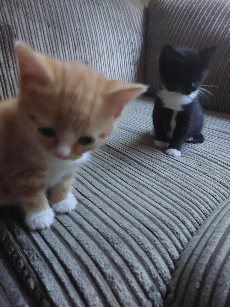 Gorgeous Ragdoll Cross Kittens