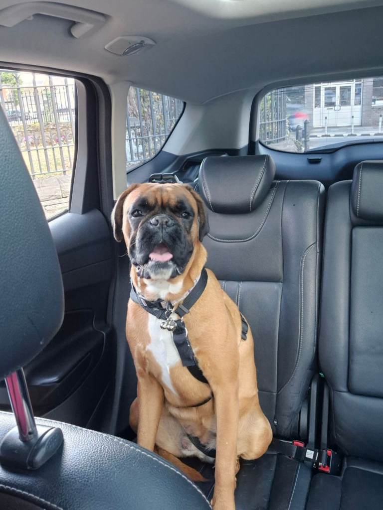 Beautiful Boxer Bitch 