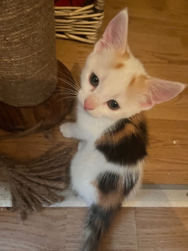 Kitten for sale 9 weeks old  female only left