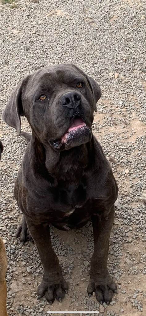 male cane corso