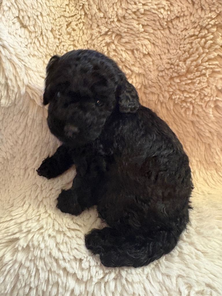 1 beautiful cavapoo puppy looking for her forever home