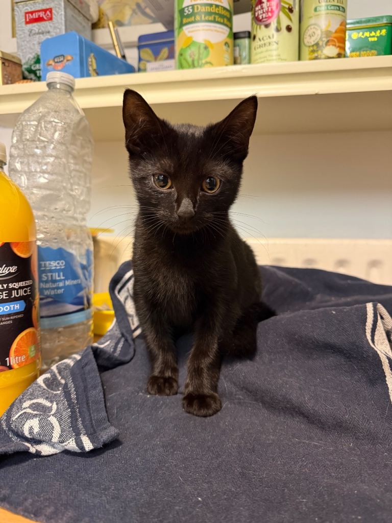Kittens for sale 