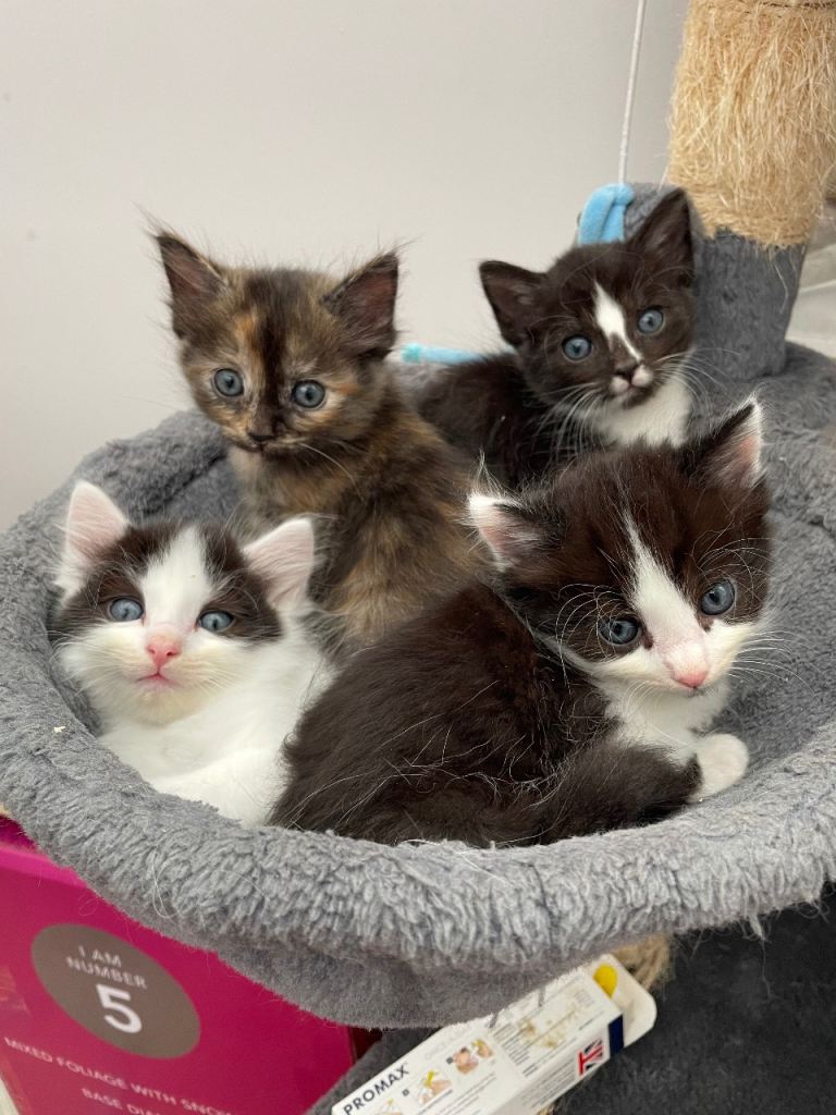 Beautiful cross Ragdoll Kittens