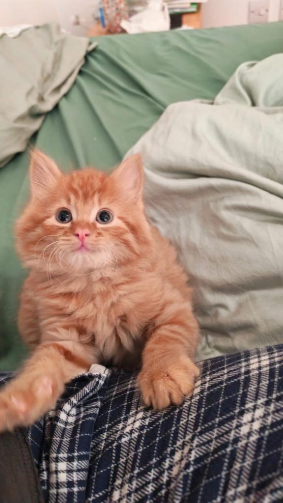 Gorgeous fluffy ginger kitten’s ( 1 male left)