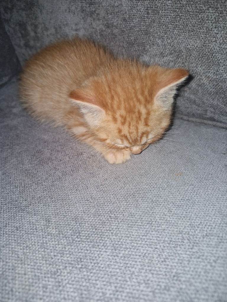 Kittens for sale