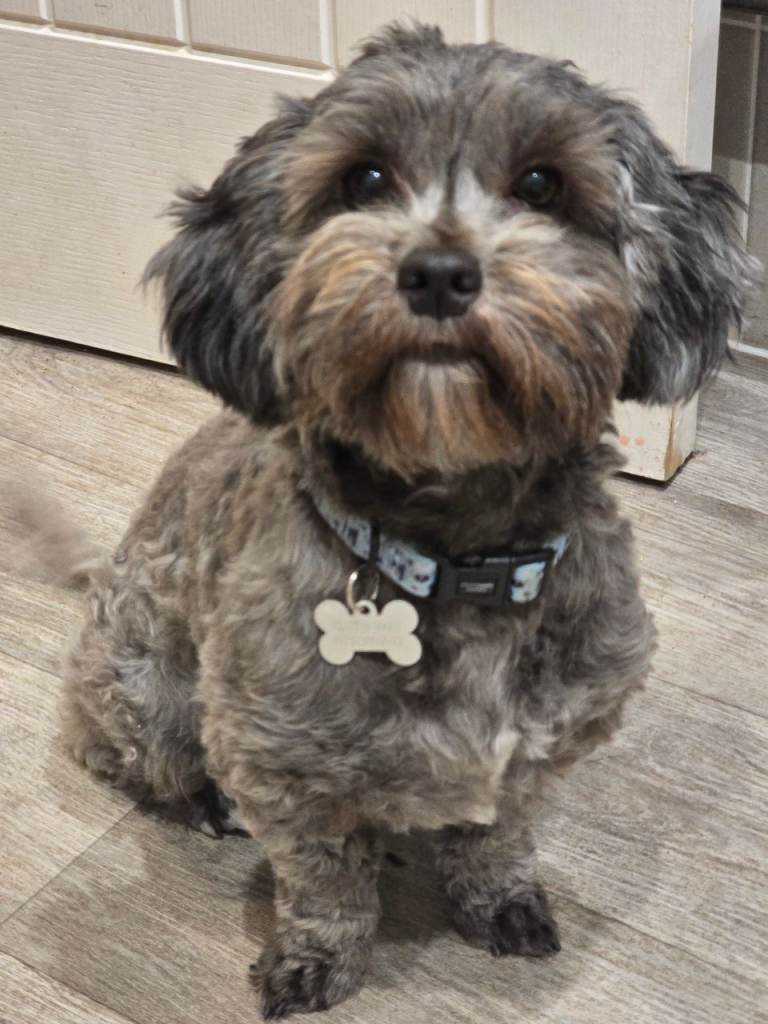 Female shihpoo dog