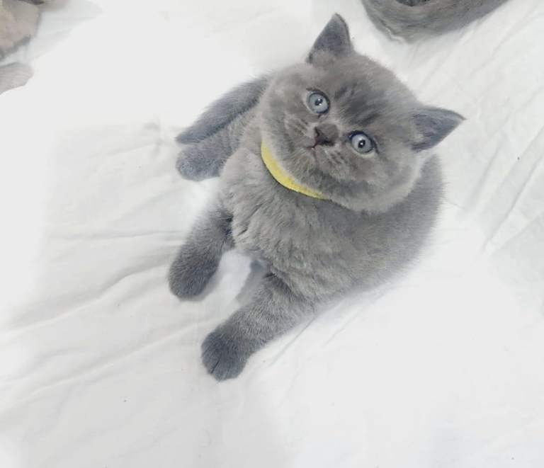 British Shorthair kittens