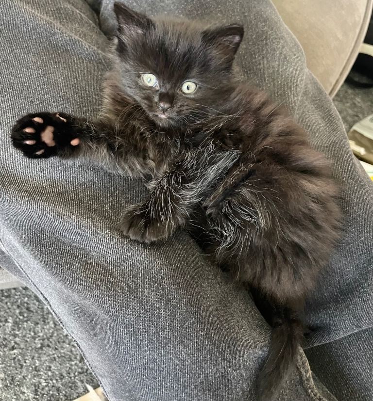 4 female kittens black - black and white 