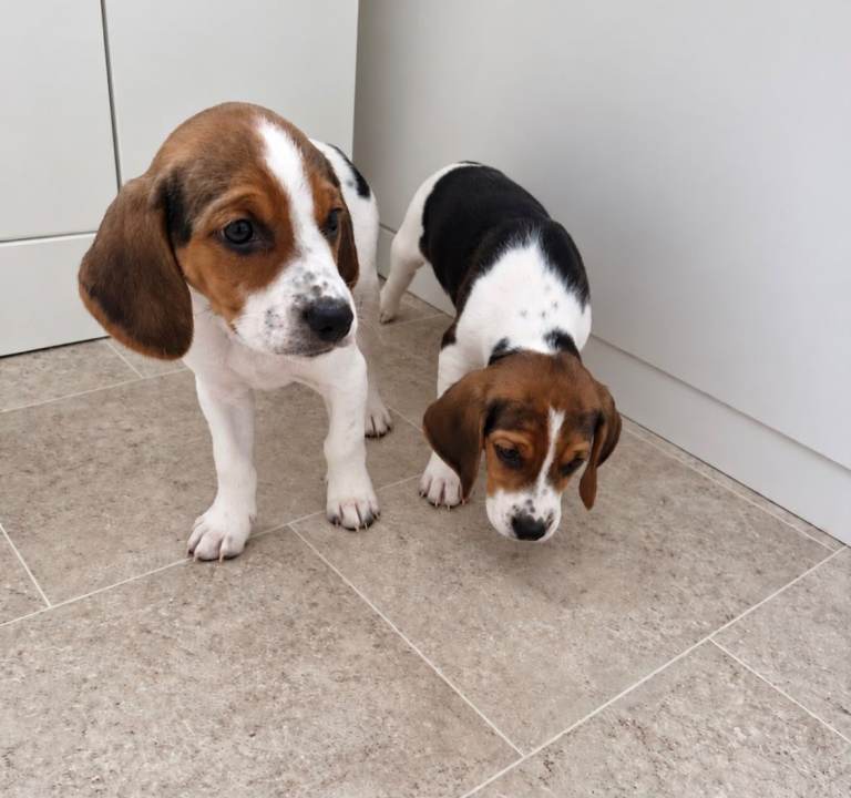 Beagle puppies 