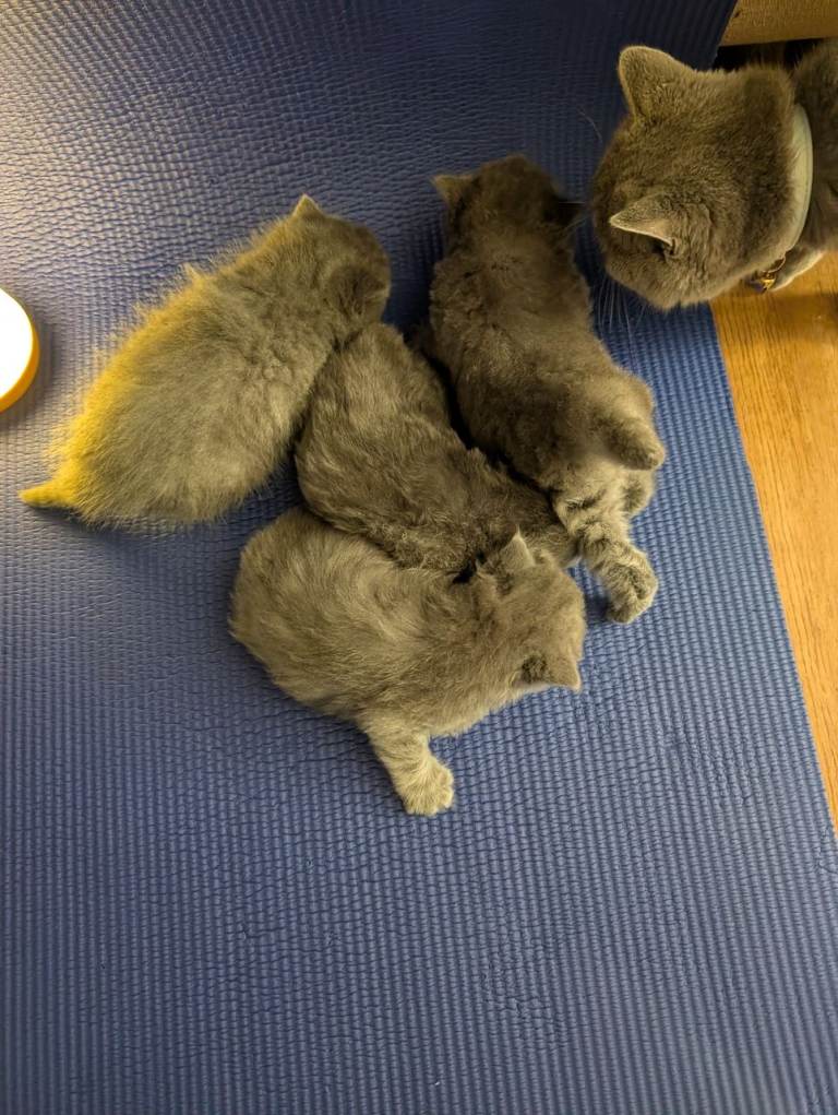 kittens for sale