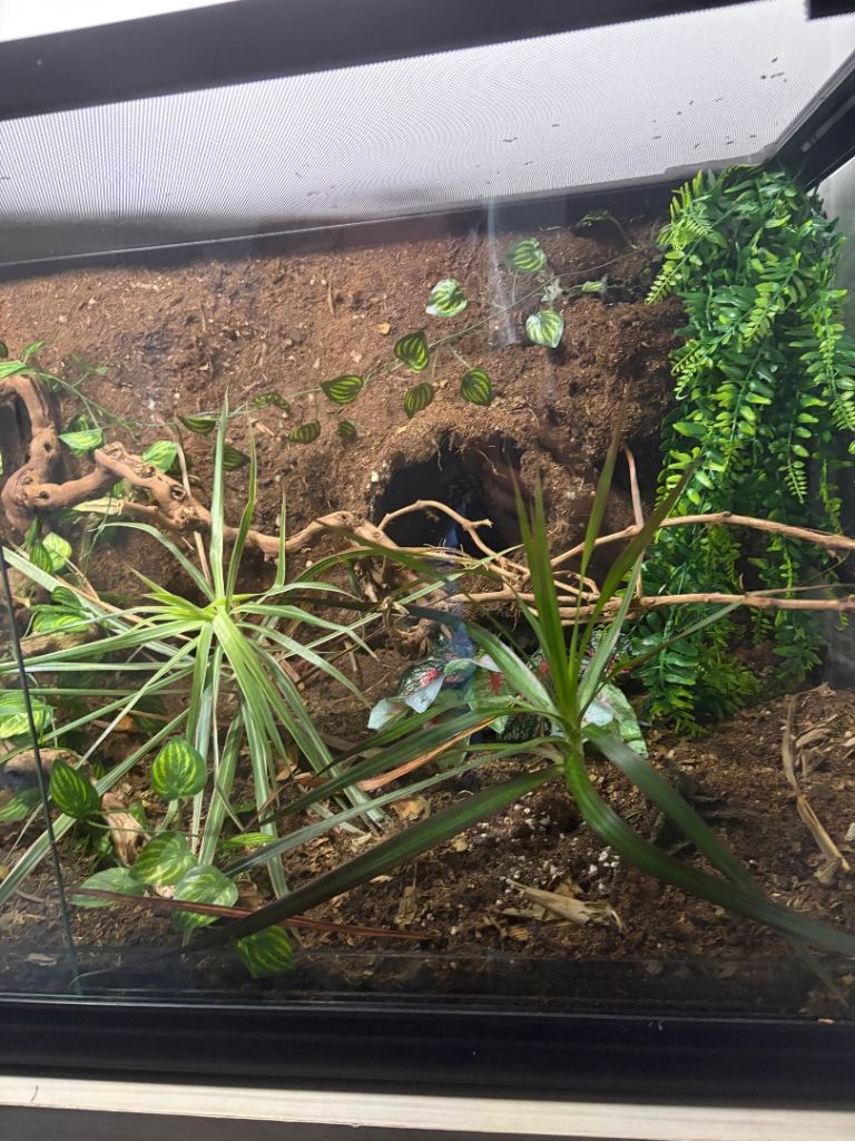 3ft vivarium 