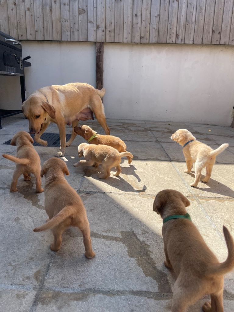 Labrador Puppies
