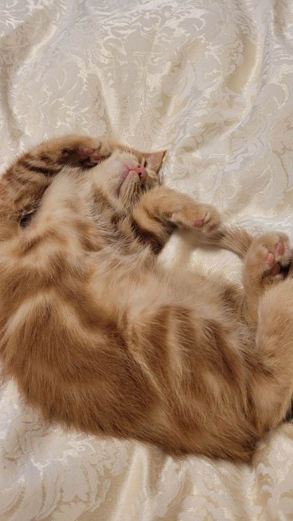 Available Beautiful ginger girl is  looking for their forever families 