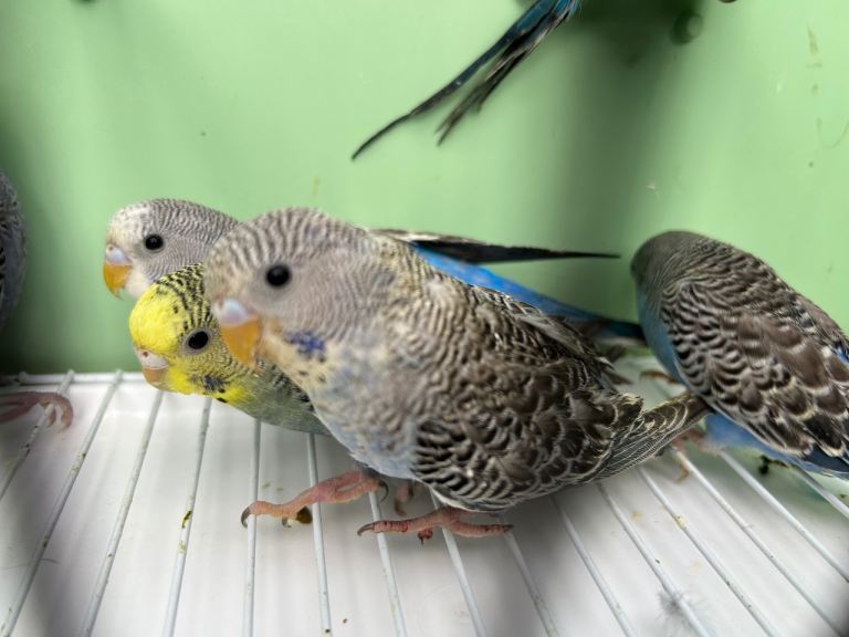 Budgies for sale, male and female available