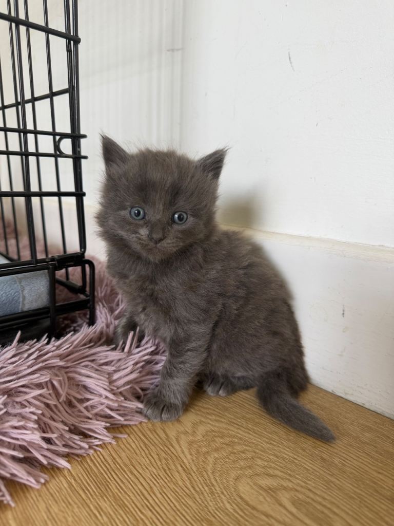 Mix ragdoll and maine coon 