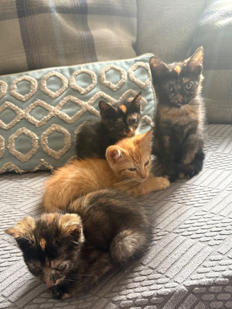 Kittens for sale 