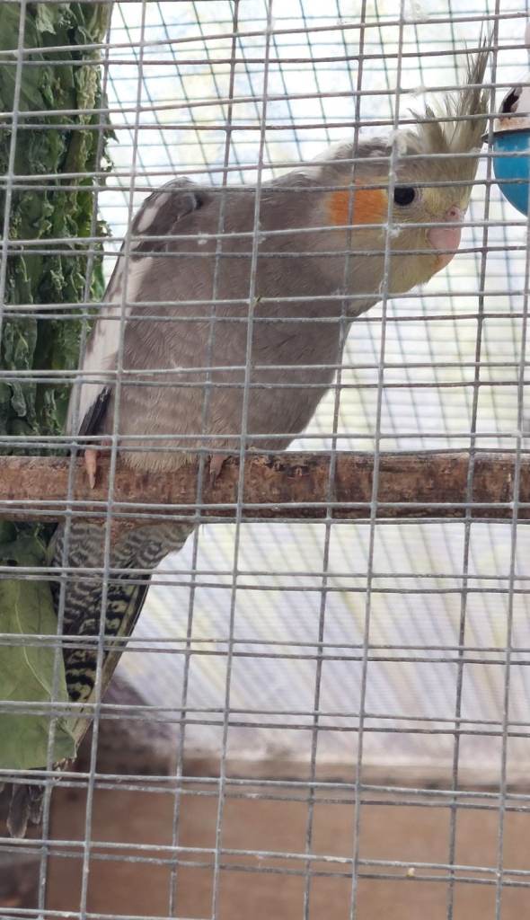 Cockatiel babies ready for new homes