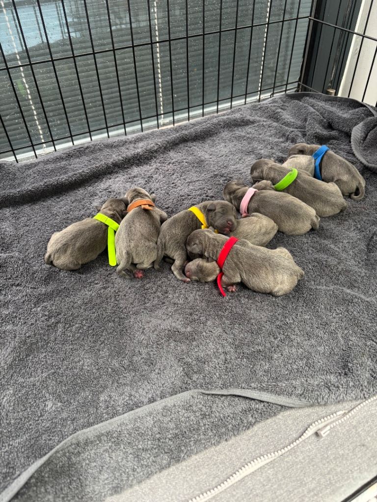 Pure Blue Staffordshire Bull Terrier Puppies 