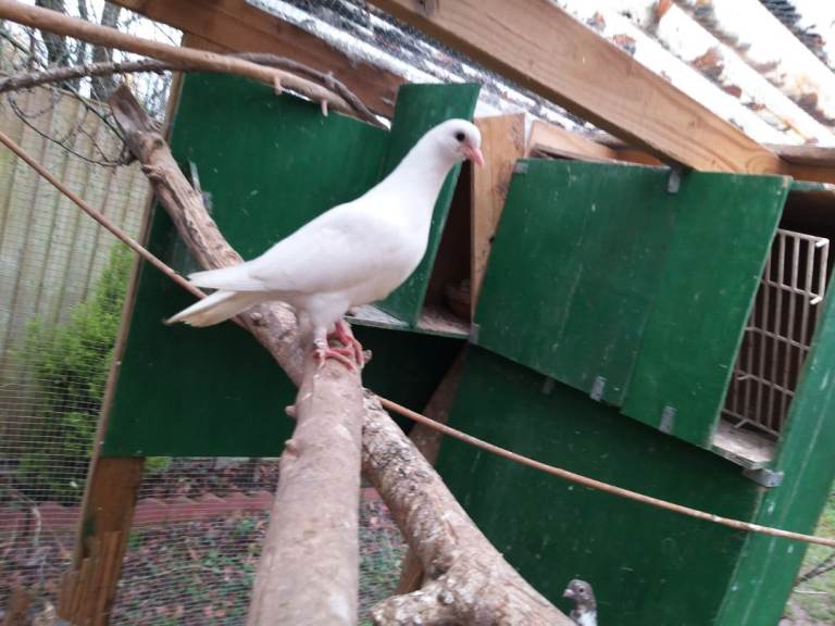 Young pigeons for sale 