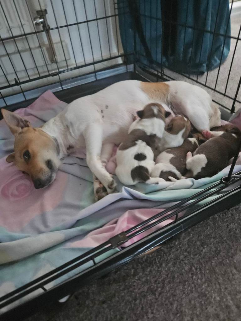 Jack Russell puppy 