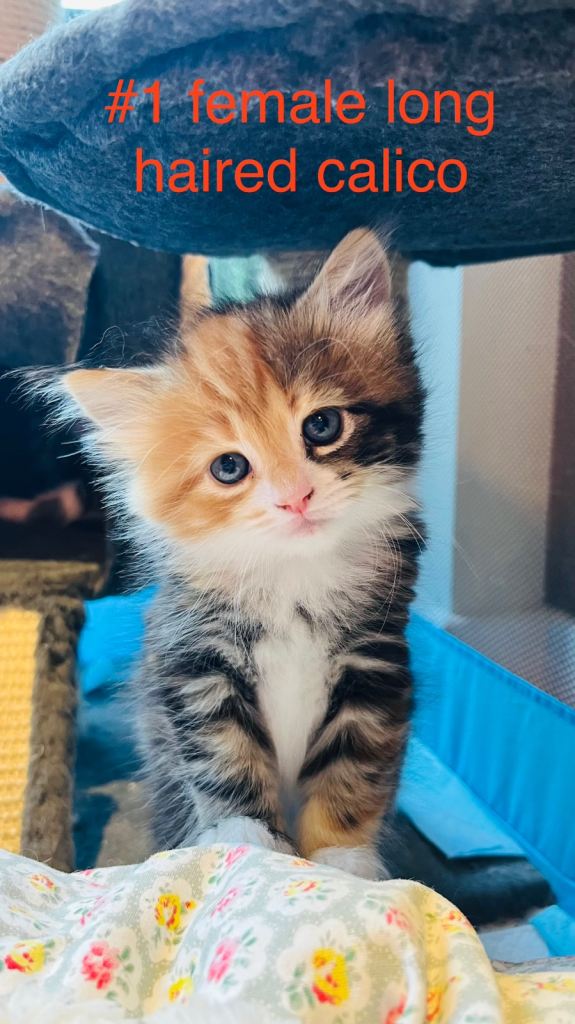 2 x female long haired calico half Persian kittens